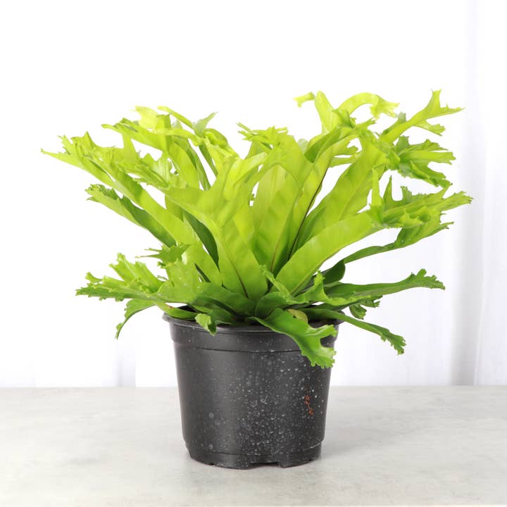 Crissie Bird's-nest Fern - 6" Live Plant for wholesale by Thorsen's Greenhouse
