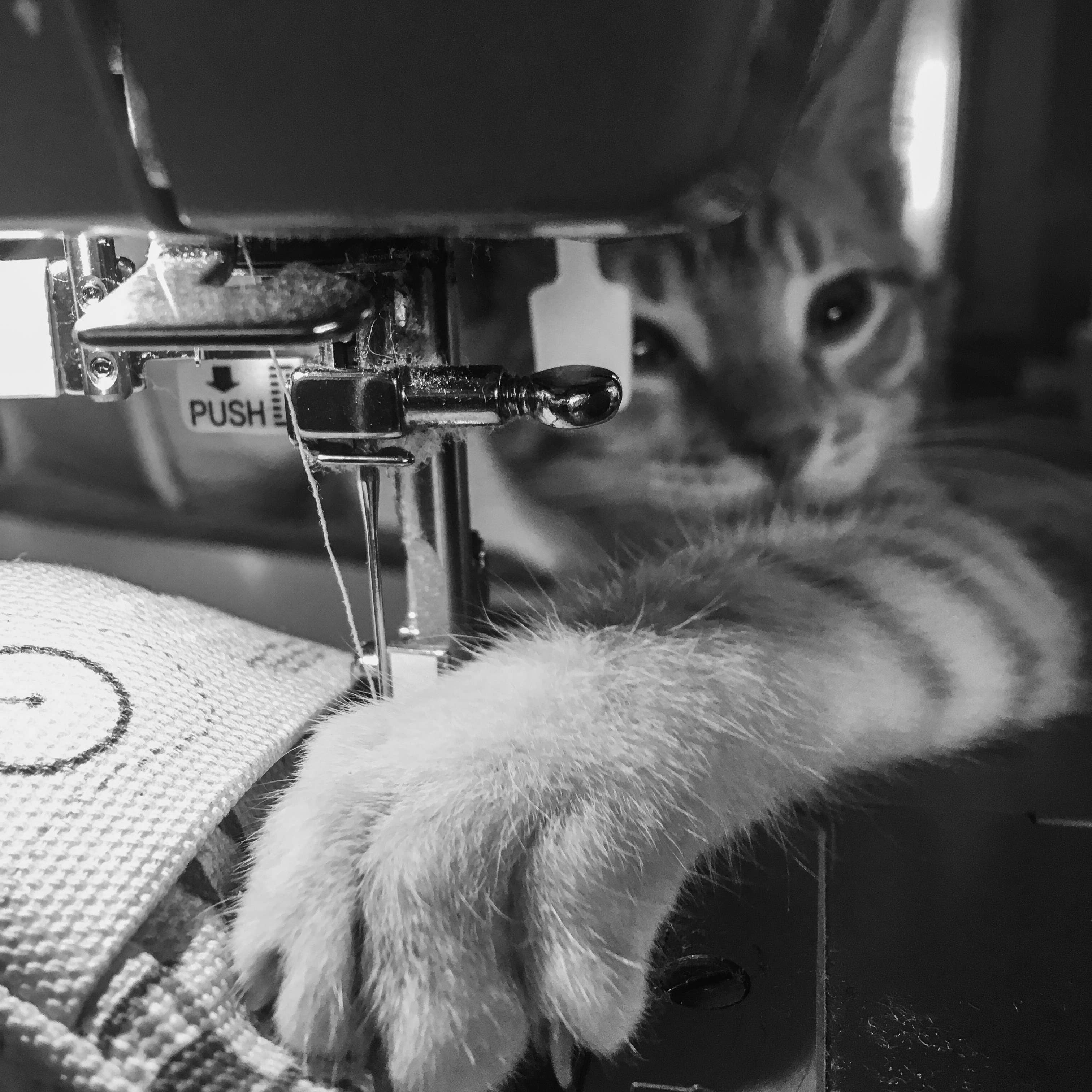 Ciao Gatto Cat Market - Wholesale Pet Toy - Cat - La Pasta Di Gatto Organic Catnip Wool Tortellini ~ BULK6