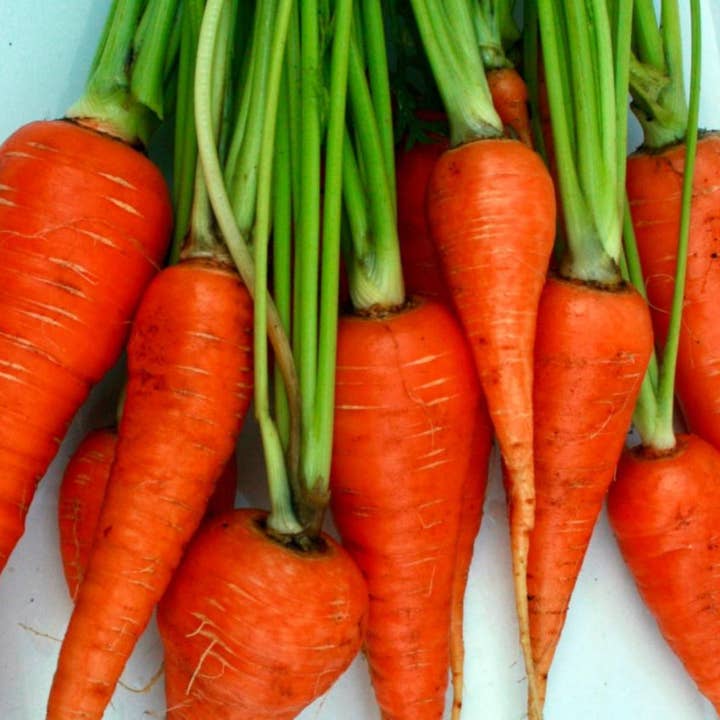 Sow True Seed - Wholesale Plant Seeds - Carrot Seeds - Danvers 126