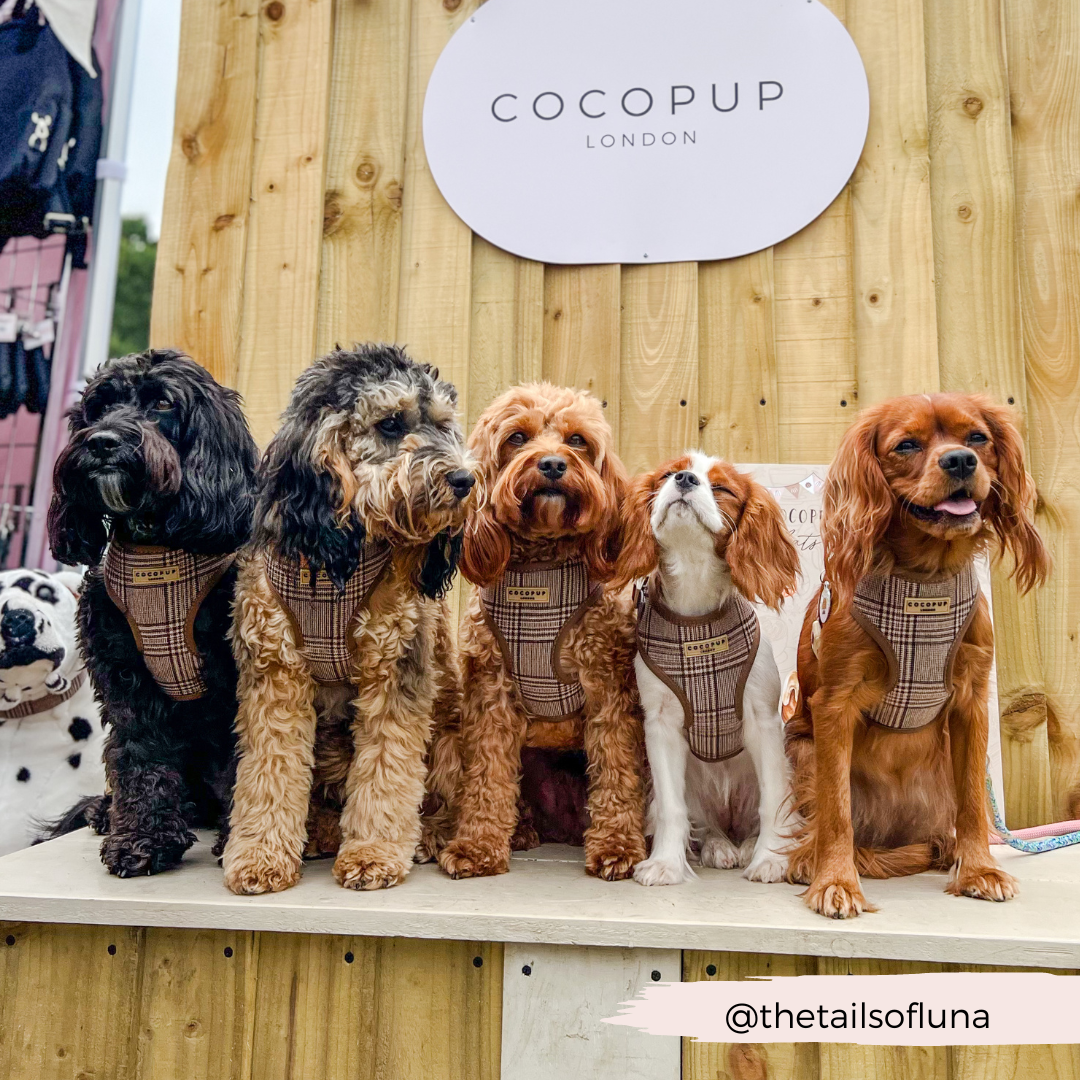 Cocopup London - Wholesale Pet Harness - Dog - Pup Plaid Adjustable Neck Harness21