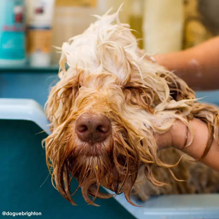 DOGUE - Wholesale Pet grooming set – Dog - DOGUE Gentle Coconut Dog Grooming Range4