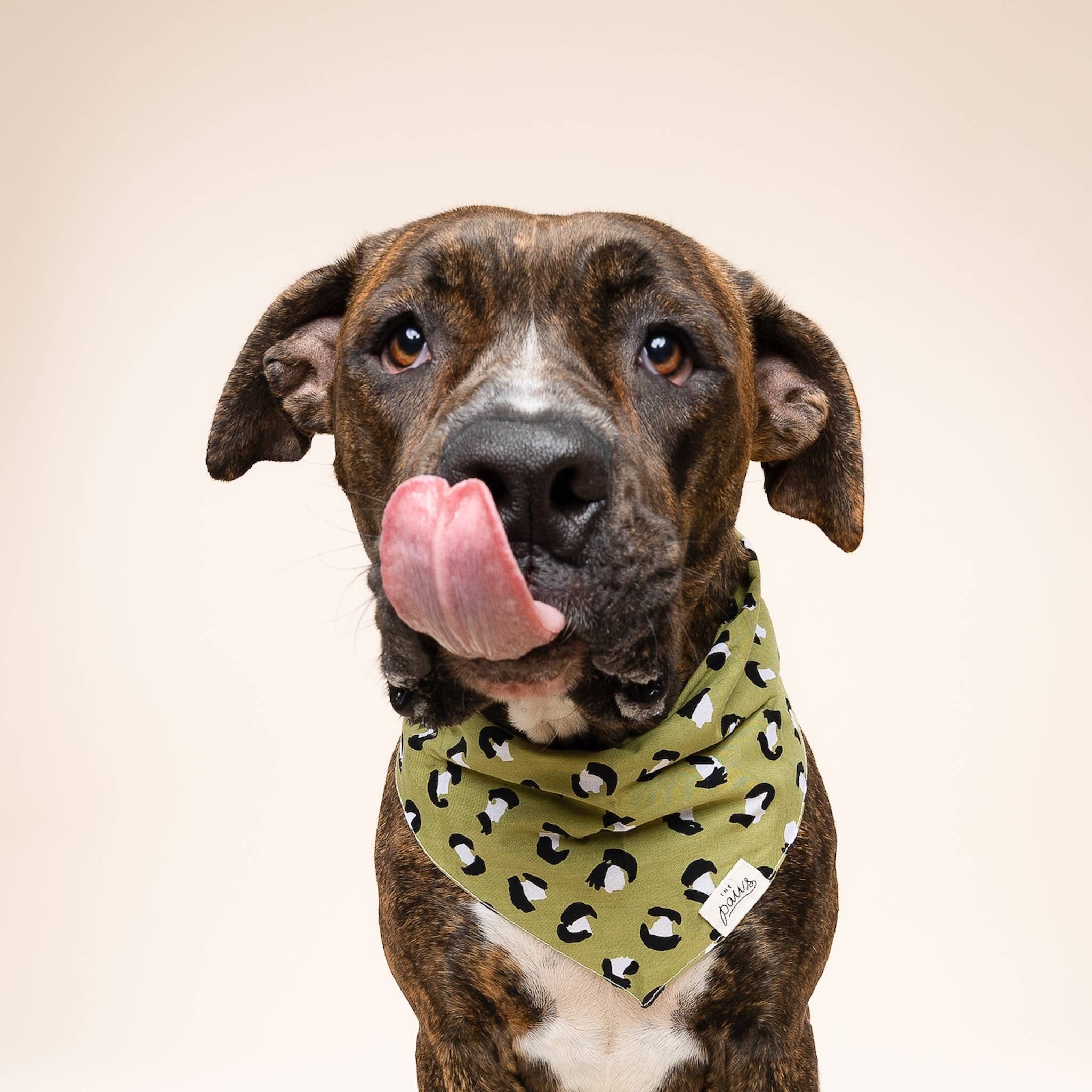 The Paws - Wholesale Pet Bandana - Dog - Olive Dog Bandana3