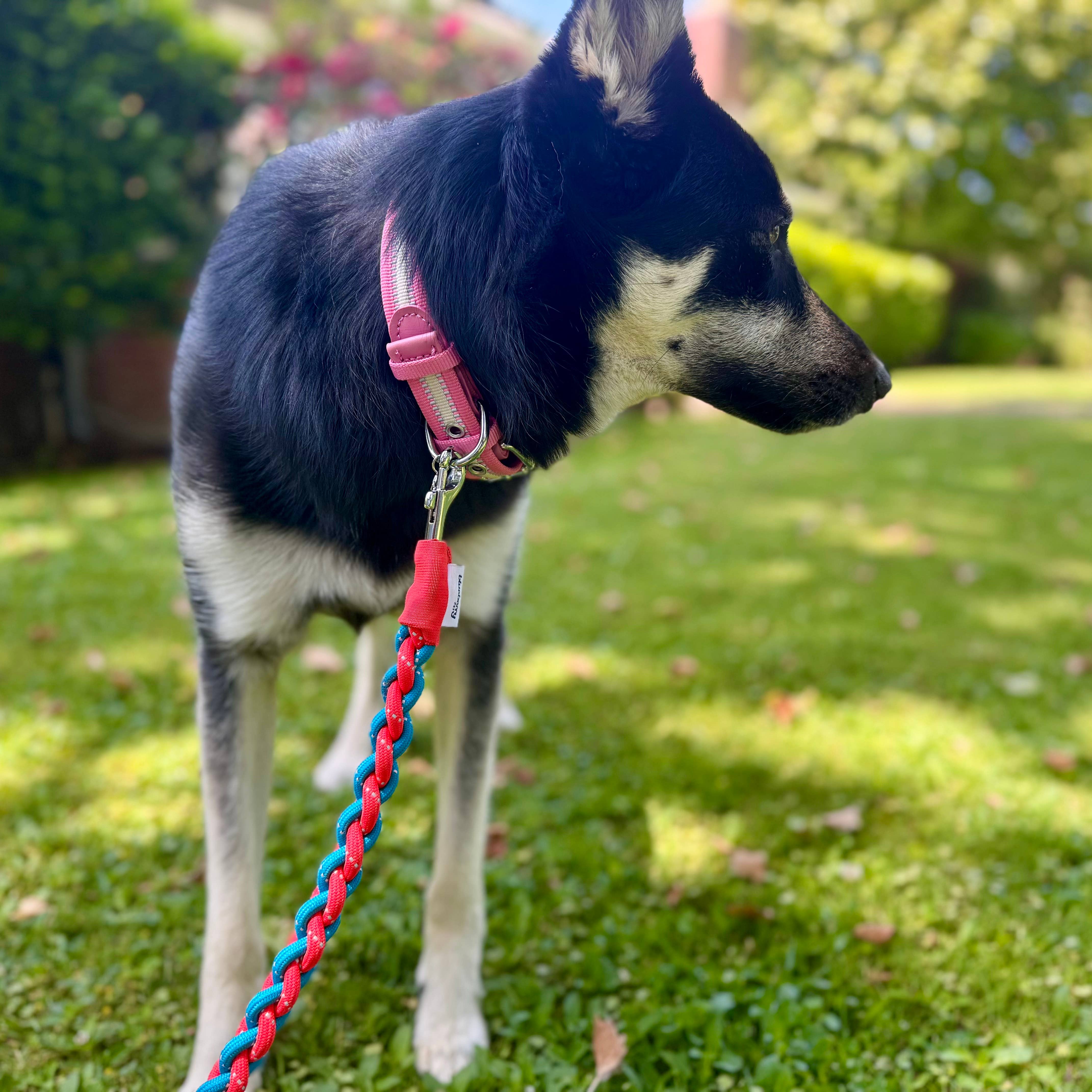 Blueberry Pet – wholesale Halsband - Hund – 3M Reflekterande Randig Hundhalsband – Hållbart & Stilfullt20