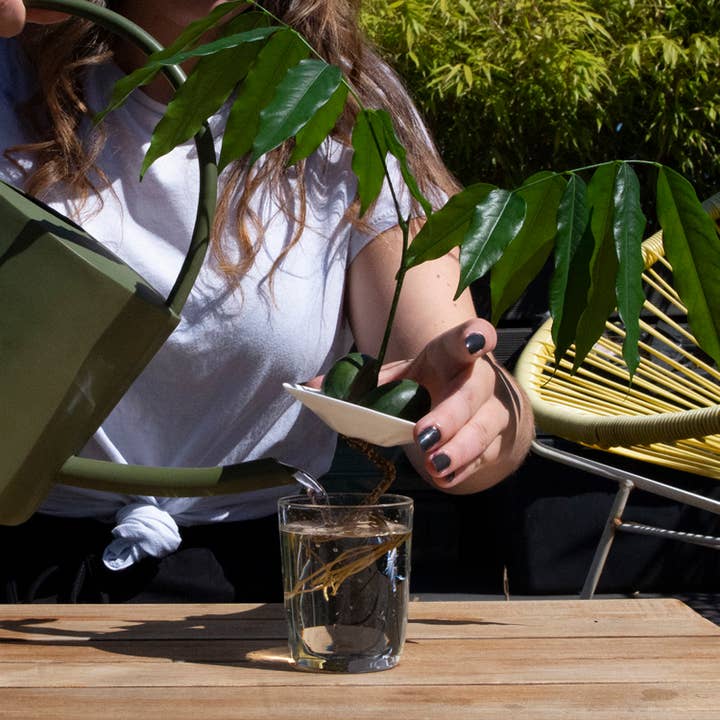 Botanopia - gifts , decor and cards for plant lovers - Wholesale Plant Seeds - Deluxe Gift Box – Germination & Propagation in water6