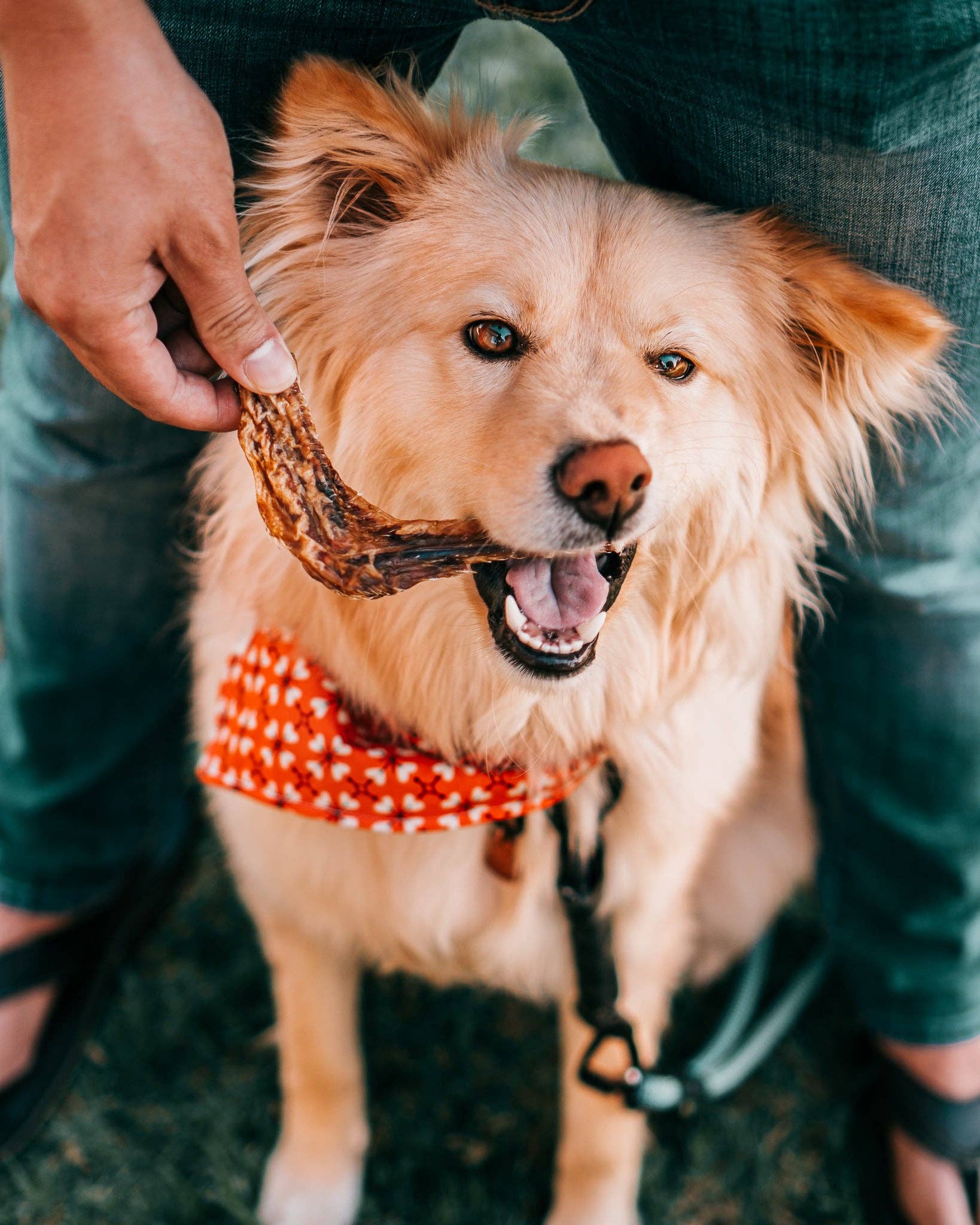 Wild n Fresh Treats - Wholesale Pet Treats - Dog - Dehydrated Duck Wings5