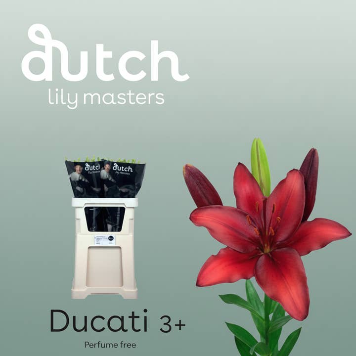 Red Lily La Ducati for wholesale on Faire1