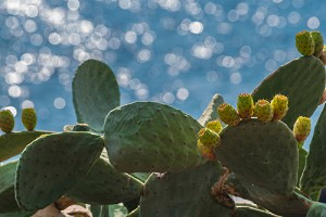 Hometown Candle Co. - Vente Fondants - Sel de mer et cire de cactus fondu1