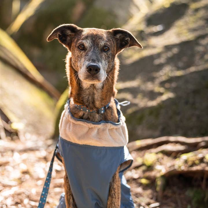 Tata’s Concept - Wholesale Pet Raincoat - Dog - Light Blue Raincoat1