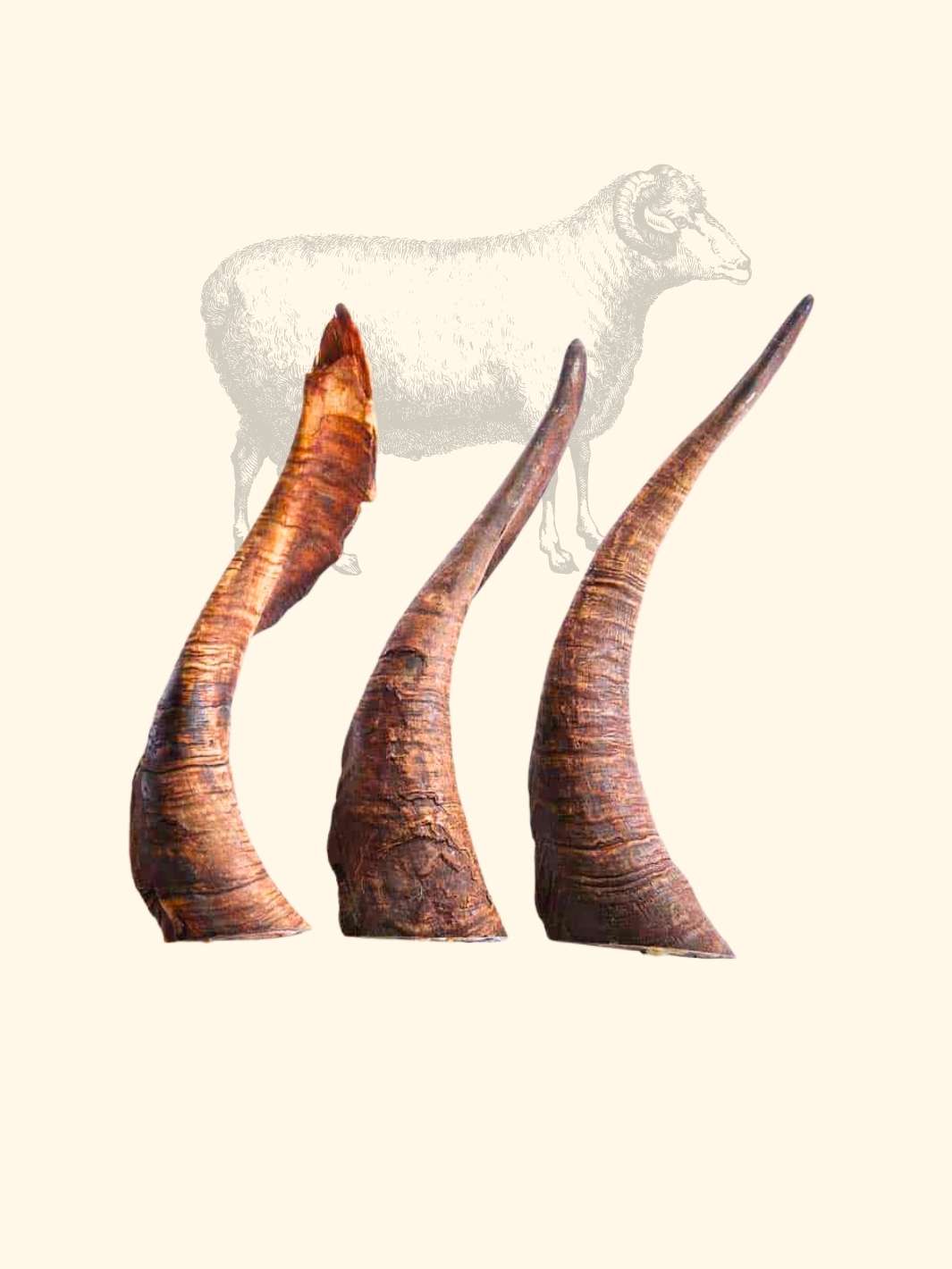 Truffe Délice - Wholesale Pet Chew Toy - Dog - Sheep horn7