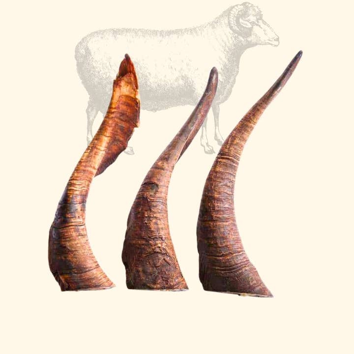 Truffe Délice - Wholesale Pet Chew Toy - Dog - Sheep horn7