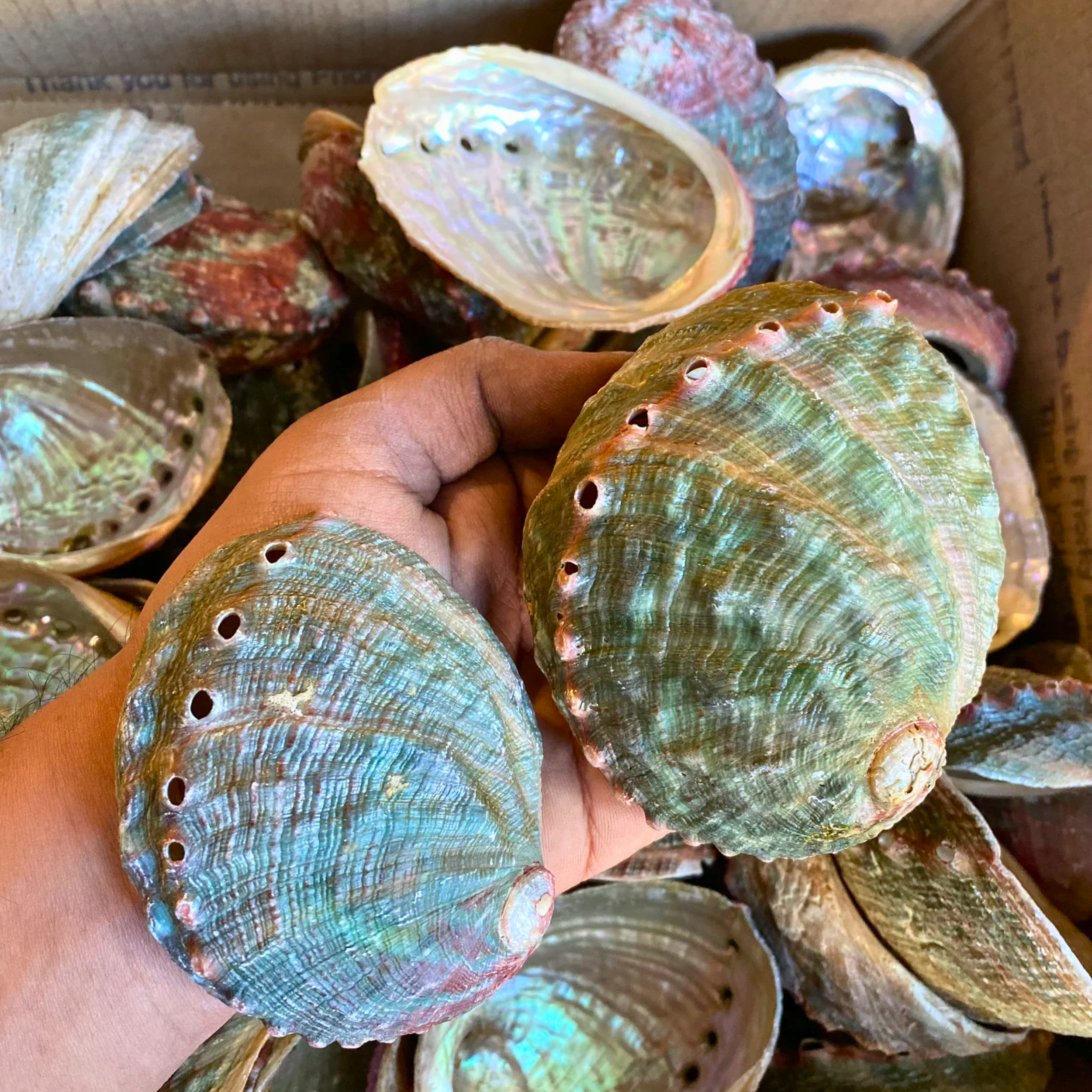 Orglamix - Wholesale Smudge Plate - Abalone Shell Dish | Paua Home Decor Smudging Healing Ritual3