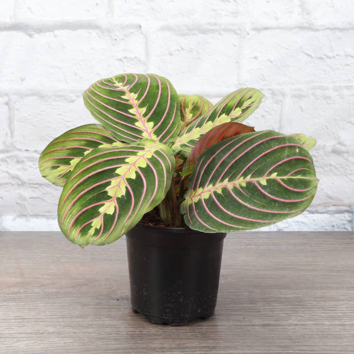 Red Prayer Plant - Live Plant for wholesale by Thorsen's Greenhouse