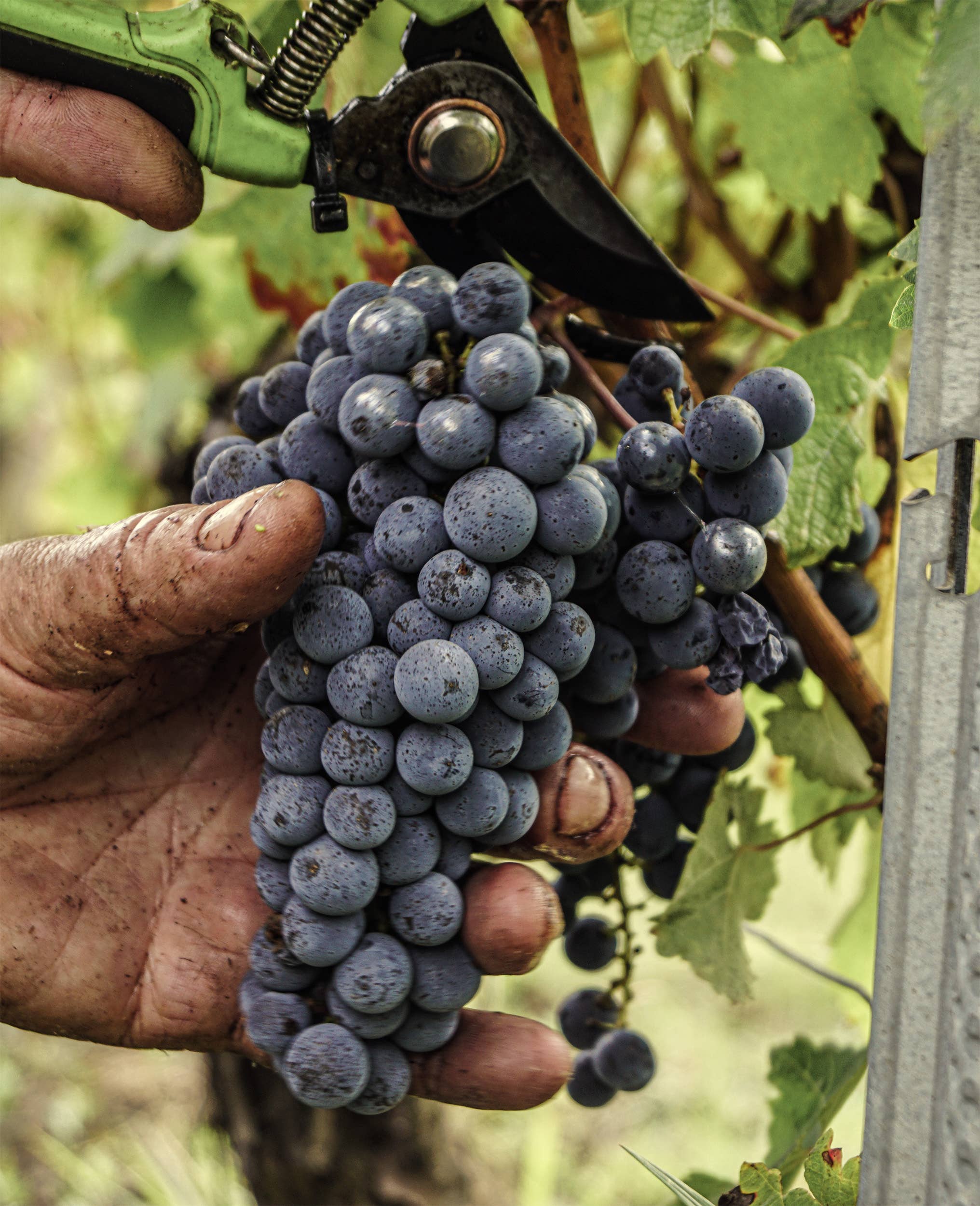 Château Palais Cardinal - Wholesale Red Wine - Chateau Palais Cardinal 2020 - Saint-Emilion Grand Cru3