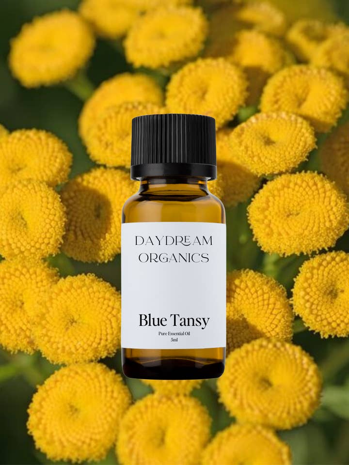Huile essentielle de tanaisie bleue pour la vente par Daydream Organics | Prairie Doctor Brand