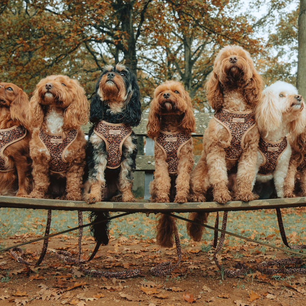 Cocopup London - Wholesale Pet Harness - Dog - Quilted Leopard Pup Adjustable Neck Harness21