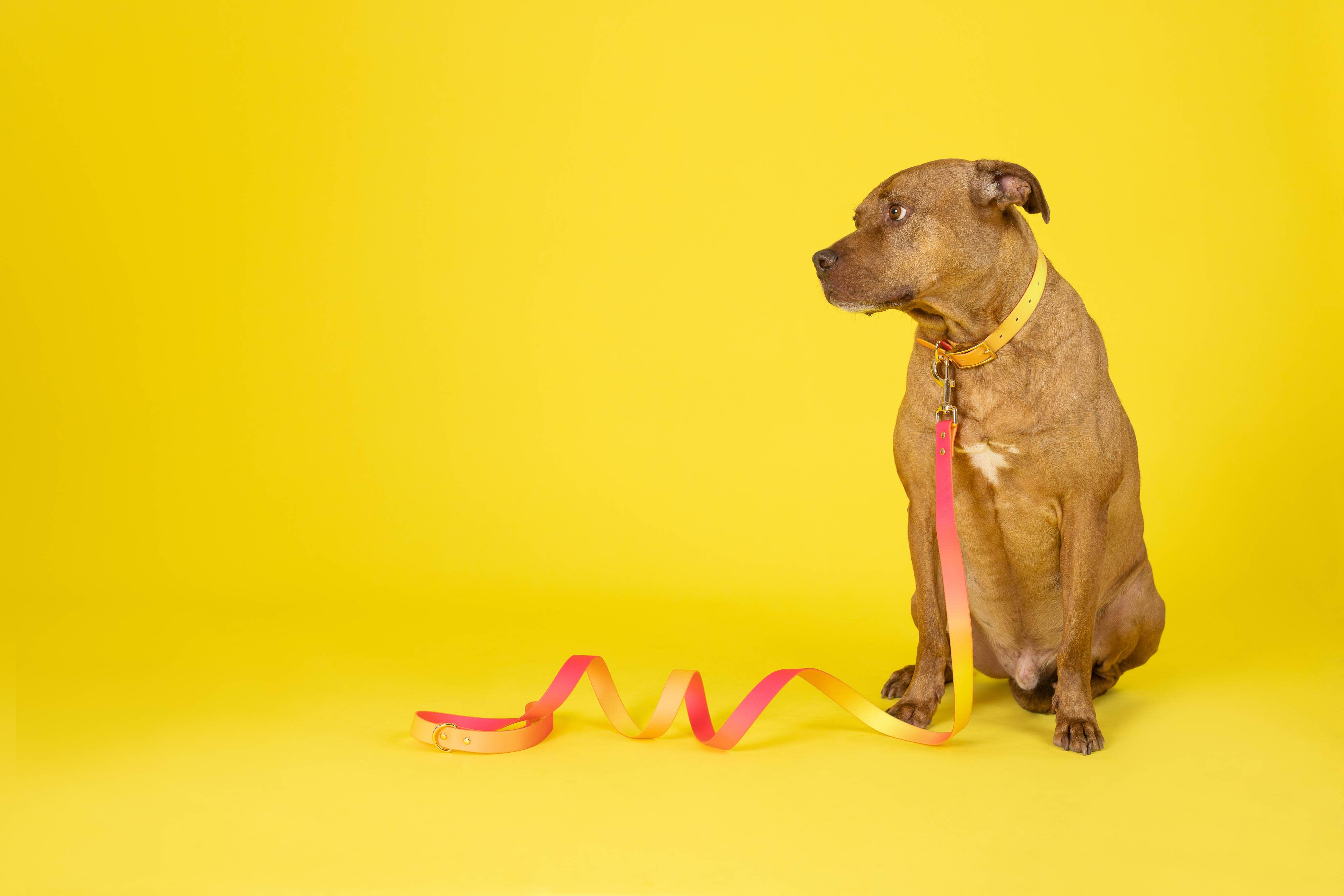 Pink Papyrus | Premium, Durable, & Stylish Dog Products – coleira - Cão por atacado – Coleira para Cão à Prova de Água e Fácil de Limpar Katelin All Weather13