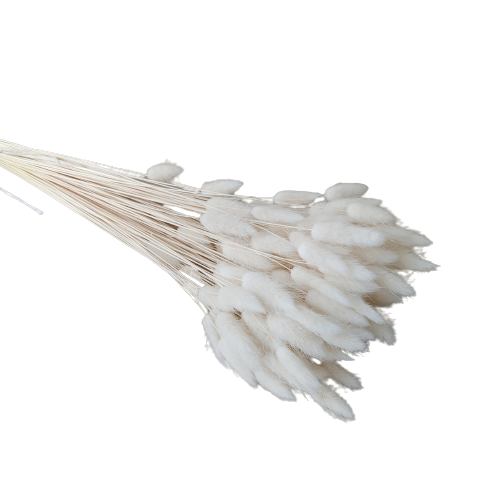 Concari.flores Preservadas - Wholesale Dried/Pressed Flowers - DRY LAGURUS6