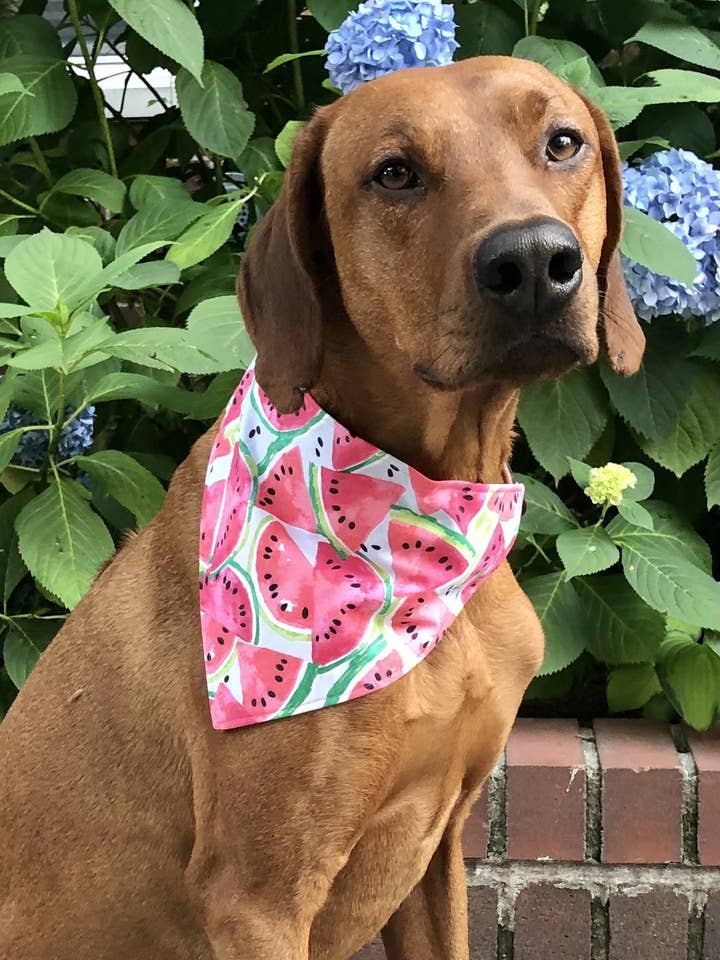 Watermelon Sugar Bandana for wholesale by Koa's Ruff Life