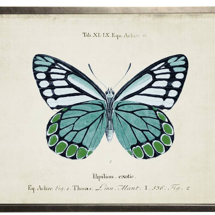 Effen blauwe en groene vlinder op titelpagina voor wholesale door Antique Curiosities Inc