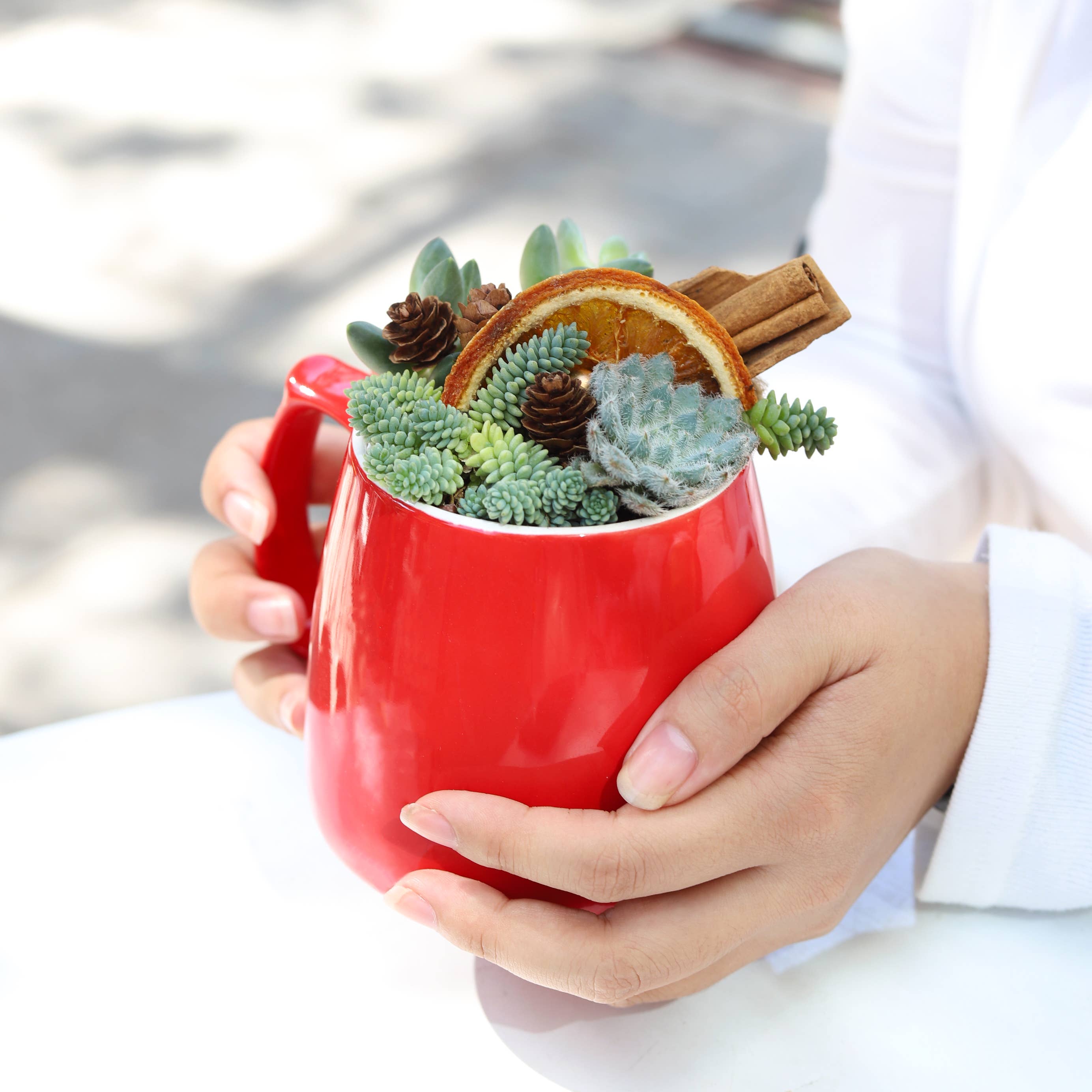 Best Plant Friend - Vente Succulentes - Sedum Major - Sedum dasyphyllum 'Ciels Himalayens'1