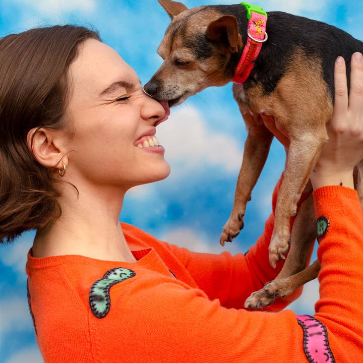 gentle thrills - Wholesale Pet Collar - Dog - trash day dog collar2