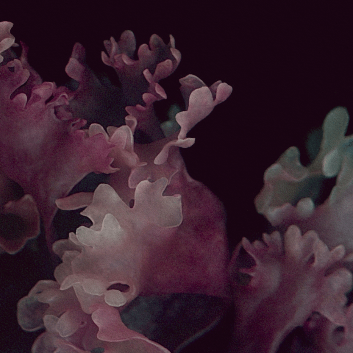 Raoul & Simone - Wholesale Everyday greeting card - Greeting Card / Chondrus Crispus1