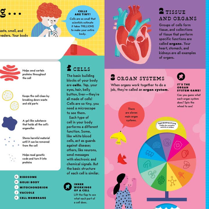 Bushel & Peck Books - Wholesale Preschool Book (3-5) - The Interactive Human Body2