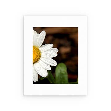 Daisy Drops Art Print for wholesale by Avant Garden Studio