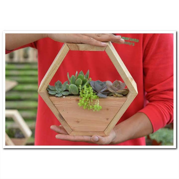 Best Plant Friend - Wholesale Succulent - Succulent Arrangement in Hexagon Wall Planter4