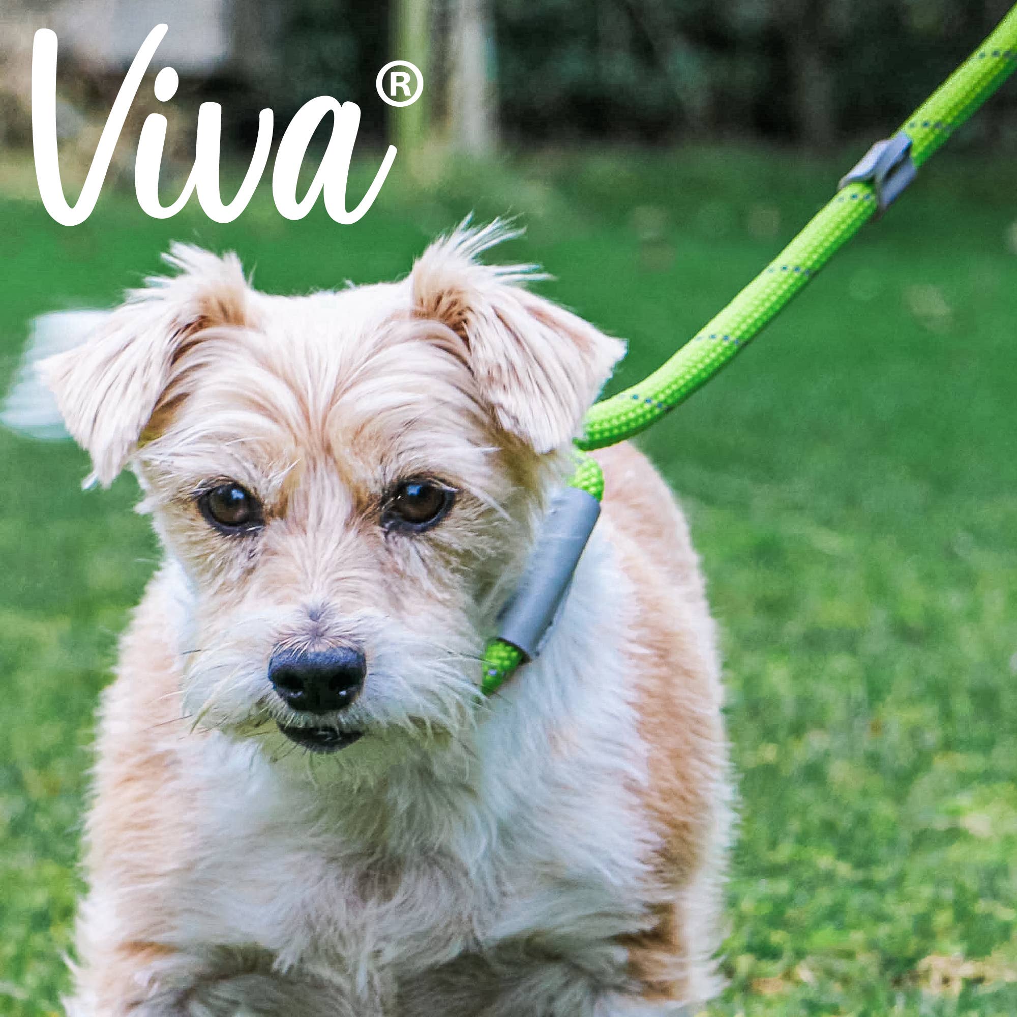 Ancol Pet Products Ltd – trela - Cão por atacado – Viva Trela Deslizante de Corda Verde Lima 1,5m x 1,2cm1