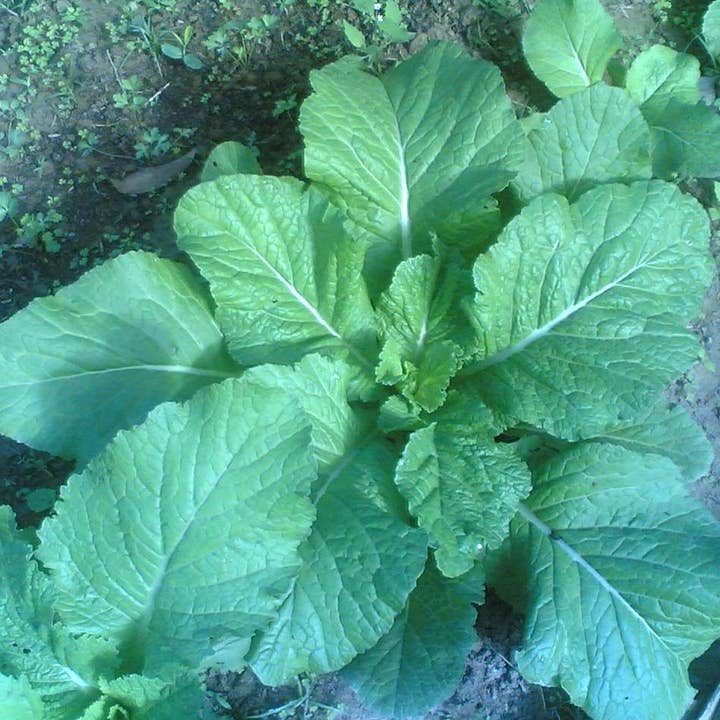 Sow True Seed - Wholesale Plant Seeds - Mustard Greens Seeds - Florida Broadleaf
