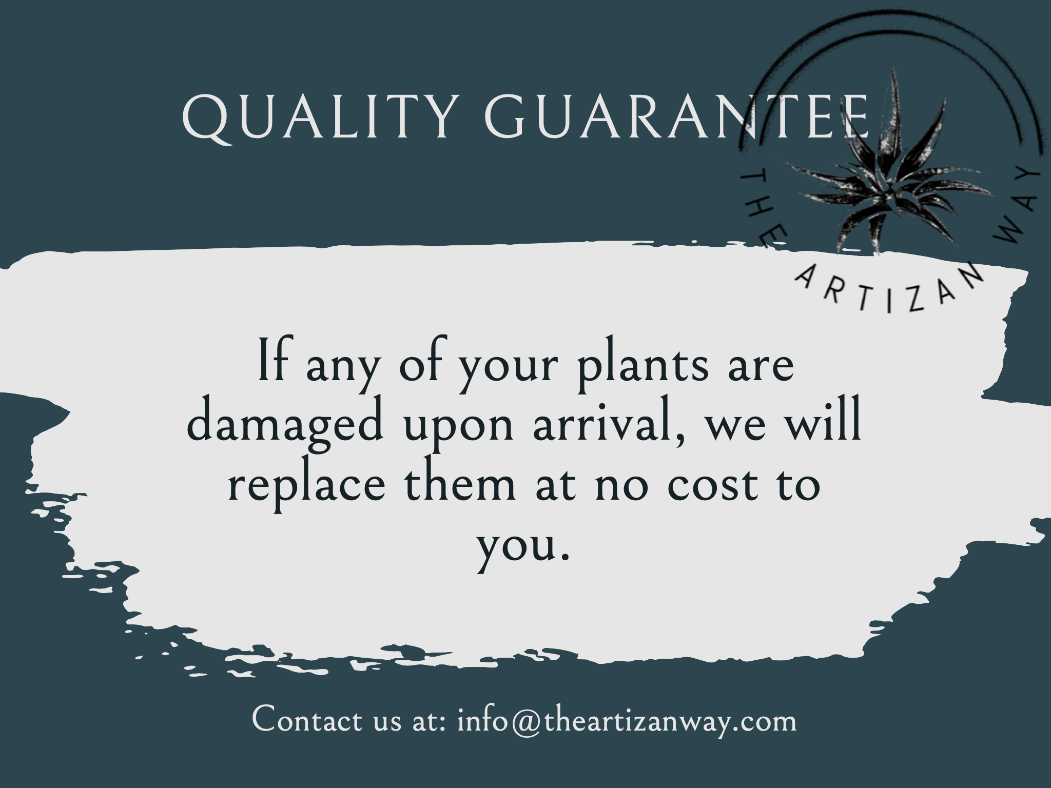 The Artizan Way - Vente Plante - The Essentials Plus - Ensemble de plantes aériennes (50 plantes)5