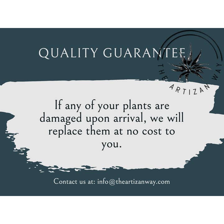 The Artizan Way - Wholesale Live Plant - The Essentials Plus - Air Plant Bundle (50 Plants)5