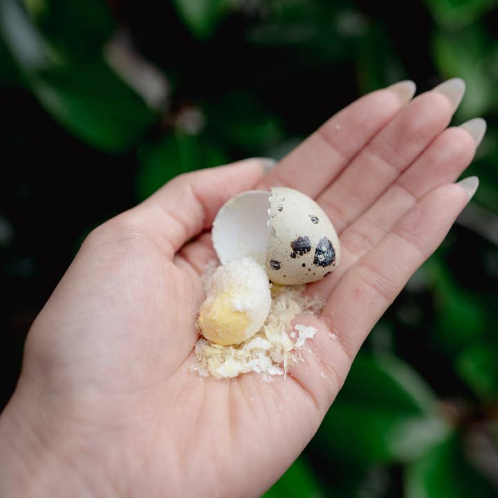 Love Liparu – Großhandel Leckerlis – Hund – GANZES WACHTELEI | Gefriergetrocknetes Leckerli für Hunde und Katzen1