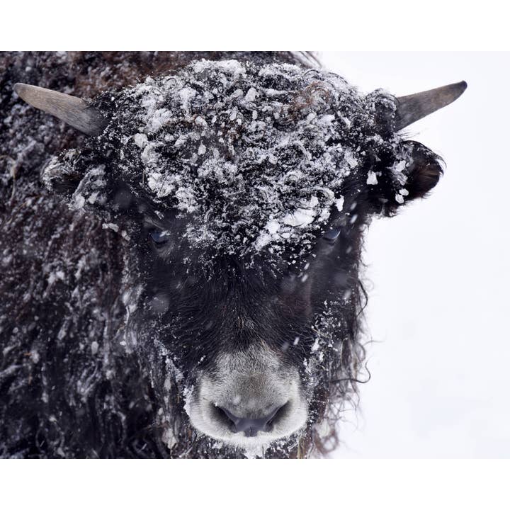 Imprimé Soul d'hiver pour la vente par Leslie Le Coq Photography