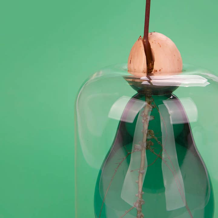 Balvi - Wholesale Vase - Avocado cultivator, Avocado Vase, green, glass12