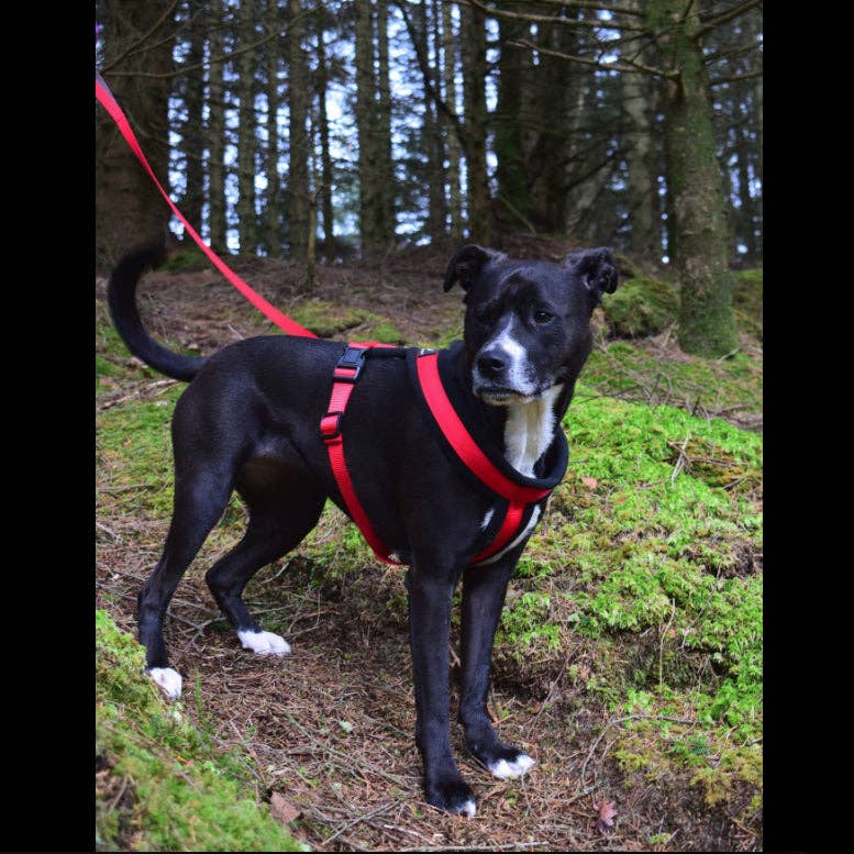 Miro & Makauri – wholesale Pet harness – Dog – Miro & Makauri Premium Fleece Padded Dog Harness3