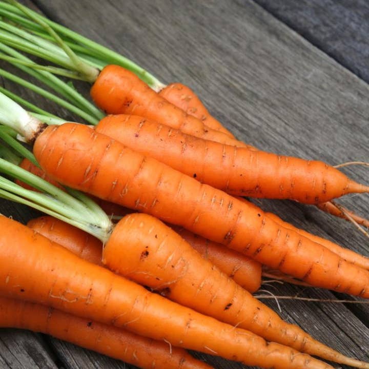 Carrot Seeds - Tendersweet, ORGANIC for wholesale by Sow True Seed