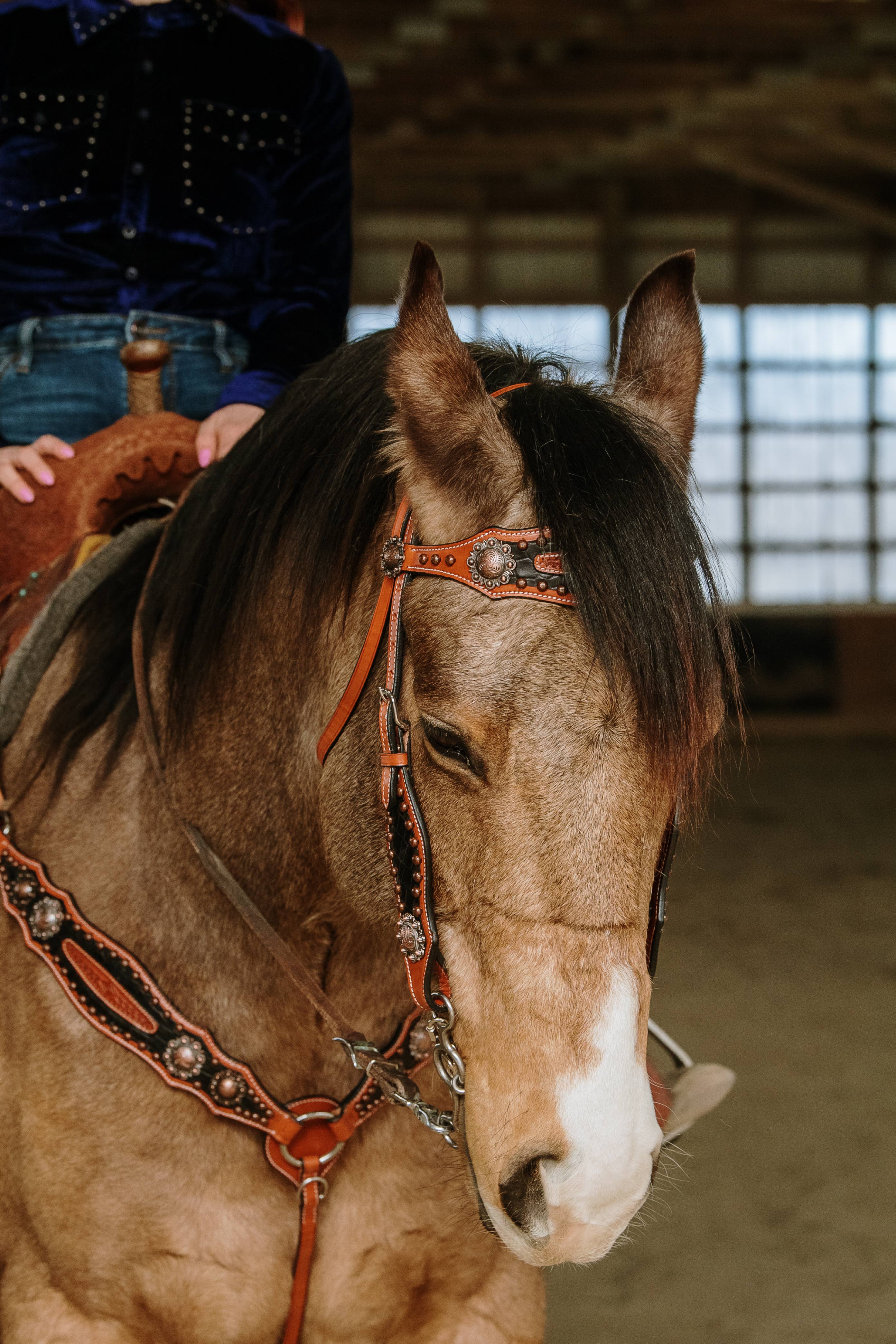 Schulz Equine - Vendita all'ingrosso Attrezzatura da equitazione - Set copricapo e colletto pettorale Jesse James1