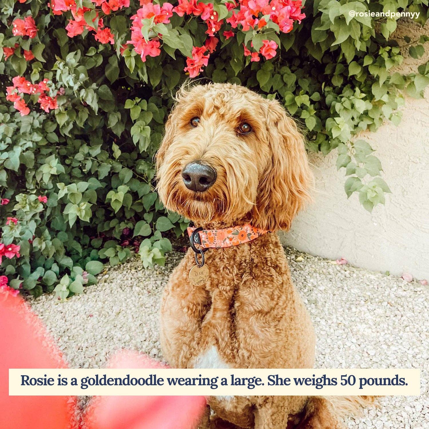 Lucy & Co. – Großhandel Haustierhalsband – Hund – Posy Rosa Halsband1