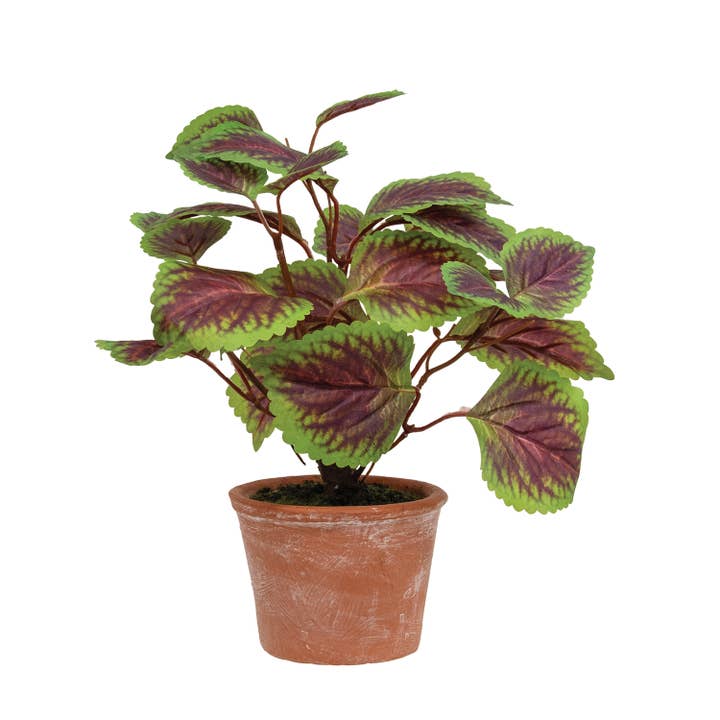 Potted Purple Mint Bush for wholesale by Saybrook Lane