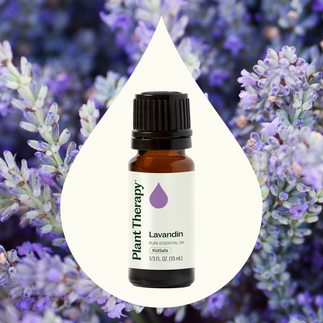 Plant Therapy - Wholesale Essential Oil - Lavandin Essential Oil 10 mL1