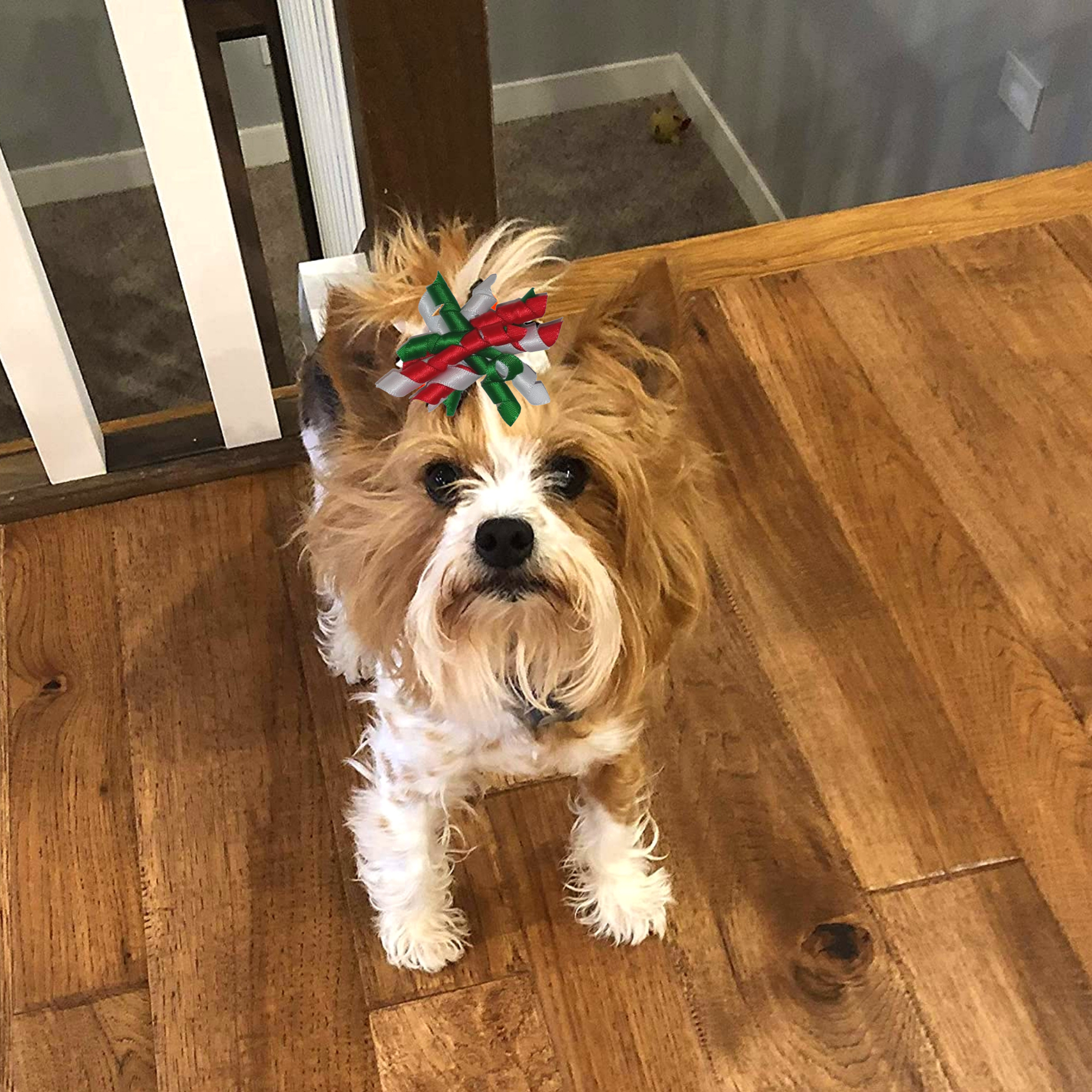 Midlee Designs - Wholesale Pet Bow Tie - Dog - Midlee Christmas Korker Dog Hair Bows- Set of 202