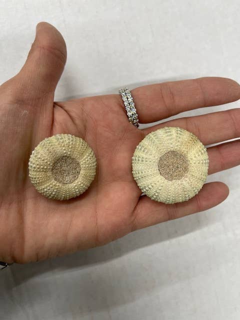 Casablanca Exports - Venta al por mayor Artículo decorativo de mesa - Erizos de mar - Pequeños/Medianos1