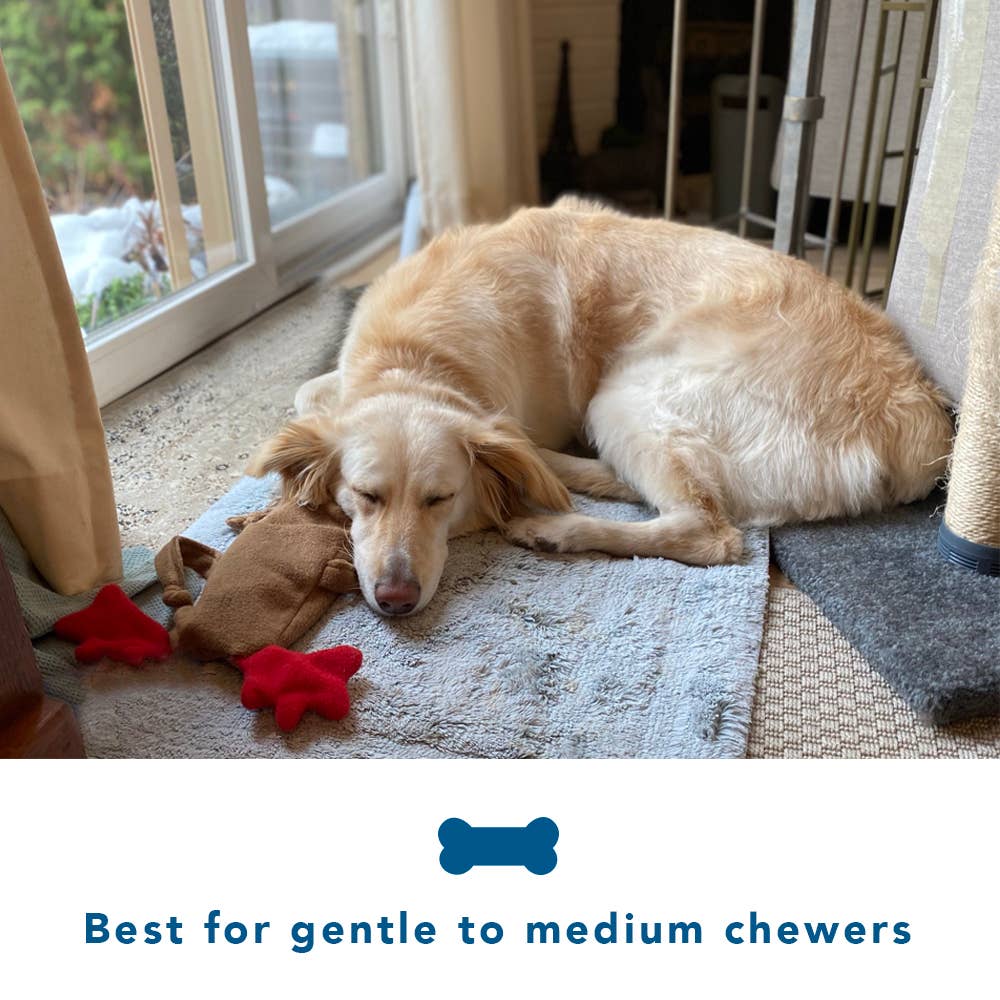 Cate and Levi - Wholesale Pet Plush Toy - Dog - Dog Toy | Water Bottle Cruncher7