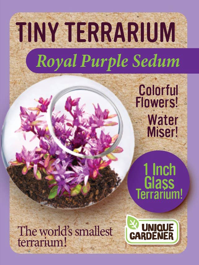 Tiny Terrarium - Royal Purple Sedum for wholesale by Silver Circle Products