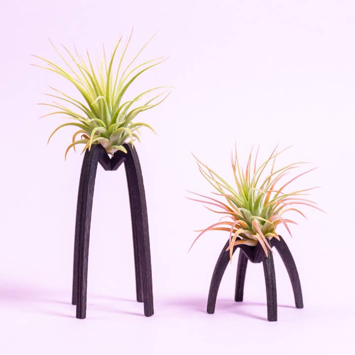 BOREEN Shop - Wholesale Live Plant - Tillandsia air plant with Essi wooden support5