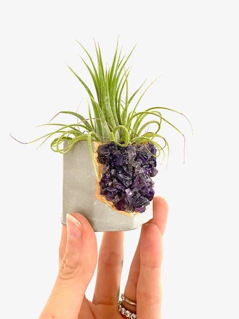 Plant One On Me Designs - Vendita all'ingrosso Vasi per piante - Vaso per cemento in cristallo di ametista, con impianto ad aria2