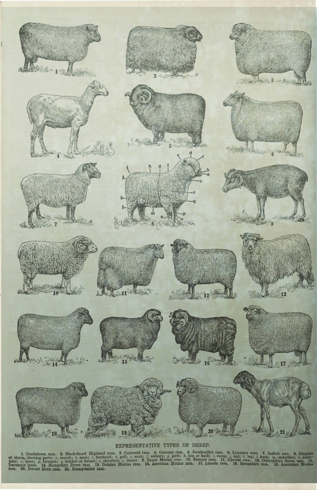 LAND OF COTTON - Wholesale Art Print - Sheep breed hanging canvas1