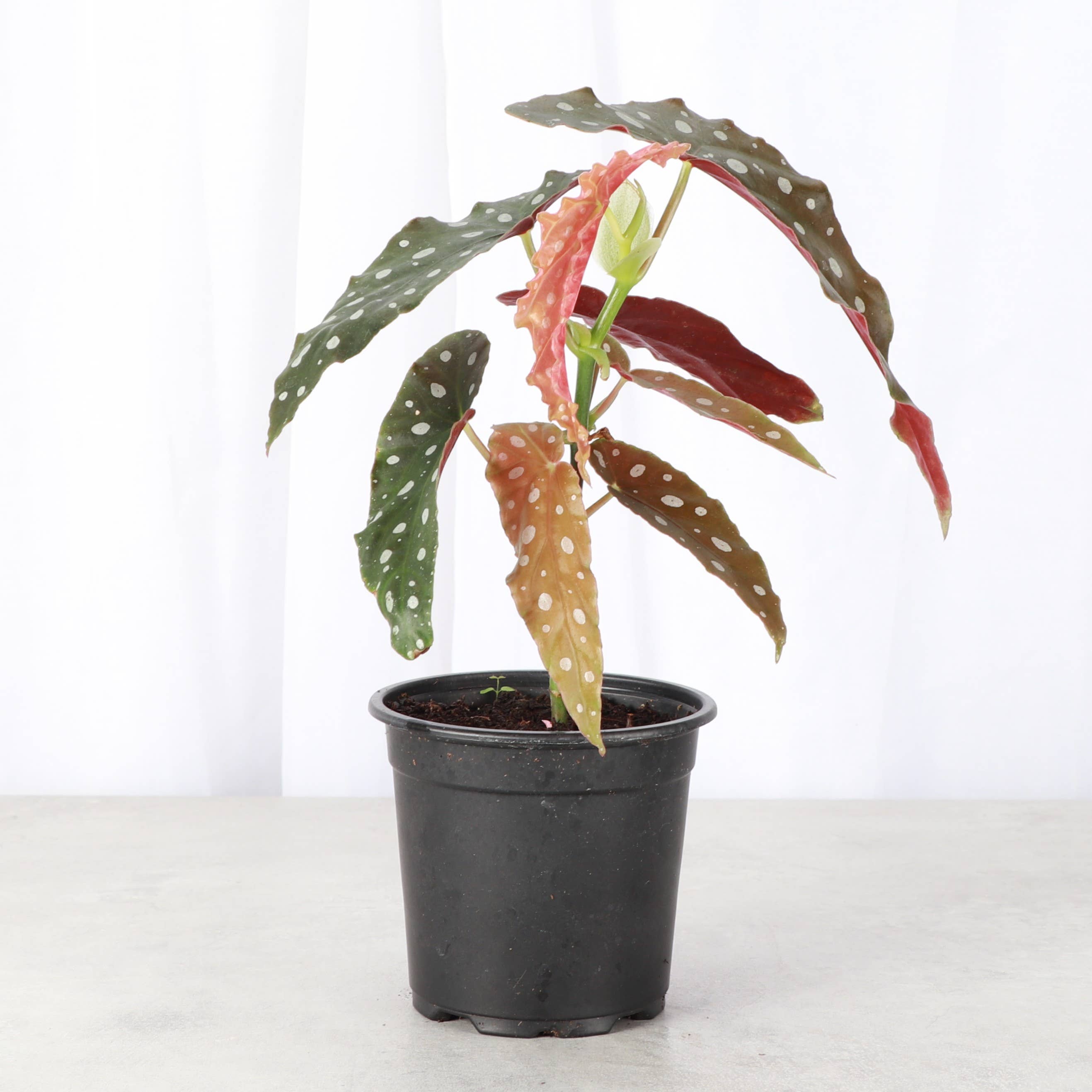 Thorsen's Greenhouse - Wholesale Live Plant - Begonia Maculata - Polka Dot Plant - 4" Live Plant7